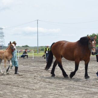 フレイムサクラ最高位　釧路種馬共進会【釧路市】(2023-07-15)