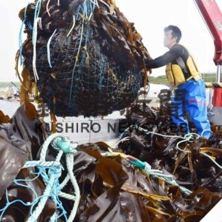 ナガコンブ初水揚げ　着生良好、操業回数確保期待　歯舞地区【根室】(2023-07-12)