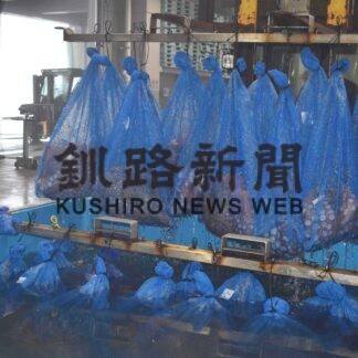 歯舞漁協ブランド「金たこ」高値で入札、出荷始まる【根室】(2023-08-10)