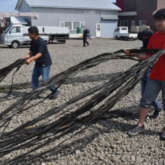 東海大生 コンブ作業体験　インターンシップ制度確立へ【根室】(2023-08-03)
