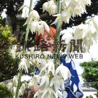 キミガヨラン、北国で満開　本寺さん宅「縁起がいい」【釧路市】(2023-08-12)