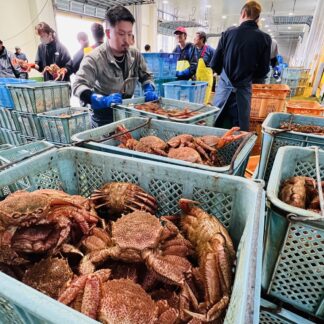 毛ガニ漁解禁、初水揚げ　昨年の４倍近い約１．１㌧【白糠】(2023-09-05)