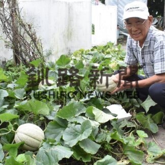 西村さん宅でメロンたわわ【釧路市】(2023-09-07)