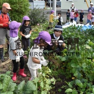 園児ら元気に枝豆収穫　昭和どんぐりの家保育園【釧路市】(2023-09-21)