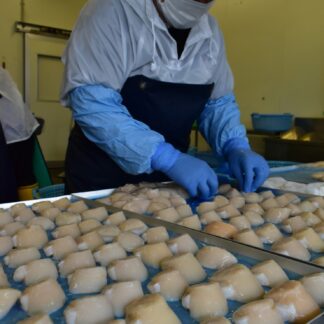 ふるさと納税ホタテ返礼品人気　磯田元気水産【厚岸】(2023-09-10)