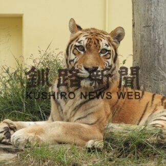 アムールトラのチョコ死ぬ【釧路市】(2023-09-28)