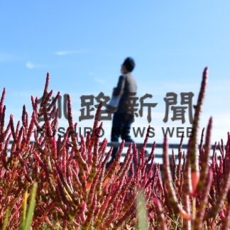 深紅に染まる春国岱　アッケシソウ見頃【根室】(2023-09-28)