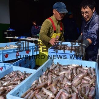 シシャモ初水揚げ　昨年の５割、６８１㌧【厚岸】(2023-10-11)