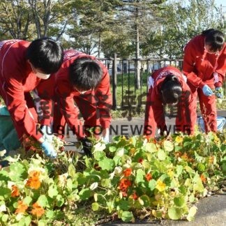 鳥取西中生、町内会と共同でキンレンカ種採り【釧路市】(2023-10-31)