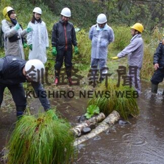 ＪＡＬグループ社員らタンチョウの採食地整備【鶴居】(2023-10-30)