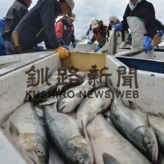 秋サケ水揚げ 釧路管内１４％増　１０月末、根室は２９％減【釧路市】(2023-11-11)