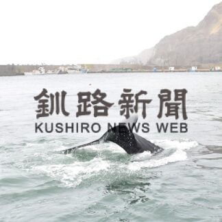 老者舞漁港に迷いクジラ　漁業被害なし【釧路町】(2023-11-18)