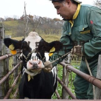 乳牛丸々育ち里帰り　育成牧場で退牧作業【釧路市】(2023-11-02)