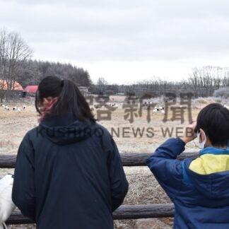 タンチョウ個体数を記録　釧根で越冬分布調査(2023-12-06)