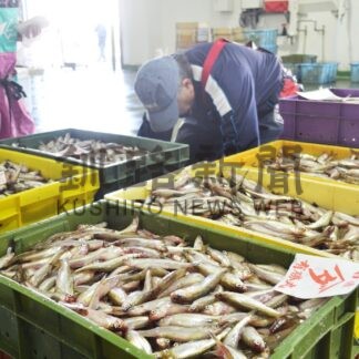 シシャモ漁 過去最低　操業日数減、水揚げ量５３㌧(2023-12-05)