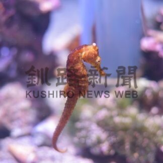釧之助２階水族館にクロウミウマ、来年の干支「辰」観賞を【釧路町】(2023-12-25)