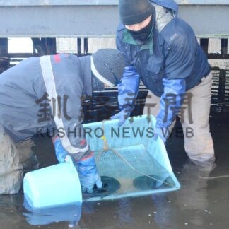 マリモ 冬ごもり　展示センターの９０個湖底に【釧路市】(2023-12-03)