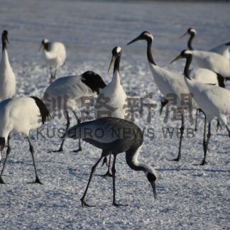 雪原にマナヅル現る　鶴居に17年ぶり飛来【鶴居】(2023-12-22)