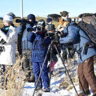愛好家、根室に集い野鳥観察【根室】(2024-01-28)