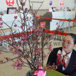 一足早く春便り　釧路空港ＪＡＬカウンターで琉球寒緋桜展示【釧路市】(2024-01-25)