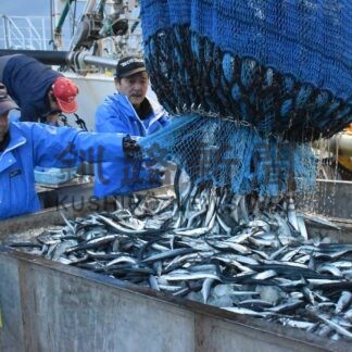 花咲港 サンマ水揚げ日本一　２３年、１万２９４４㌧で１４年連続【根室】(2024-01-10)