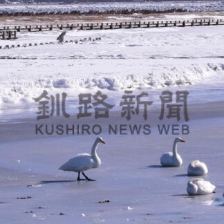 オオハクチョウ２９９１羽確認　風蓮湖、温根沼で春季調査【根室】(2024-03-30)