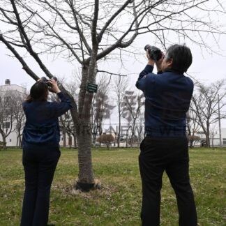 サクラ開花予測はＧＷ明け　釧路地方気象台が観測開始【釧路市】(2024-04-25)