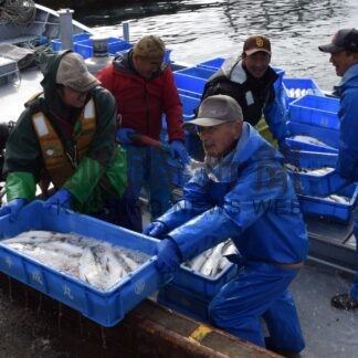 トキシラズ初水揚げ　定置網漁、市東部漁協「今後に期待」【釧路市】(2024-04-25)