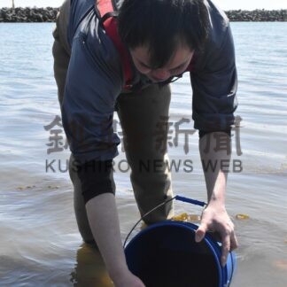 稚ガニ放流スタート　過去最高の８７万匹生産【根室】(2024-04-27)