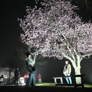 夜桜ライトアップ、幻想的雰囲気漂う　子野日公園【厚岸】(2024-05-08)