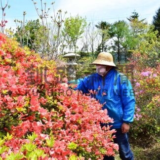 日本一遅いツツジ、間もなく見頃　岡村さんの庭【根室】(2024-05-26)