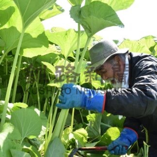 音別フキ今季初収穫　ふき蕗団【釧路市】(2024-05-23)