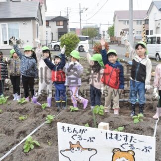昭和どんぐりの家保育園児、キクイモ植え込み【釧路市】(2024-05-28)