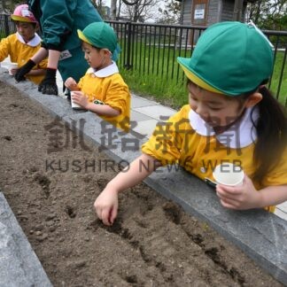 「キンレンカ」種植え２０００粒　富士見坂の会とひぶな幼稚園【釧路市】(2024-05-16)