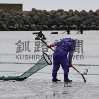 春の風物詩 鎌掘り漁　ホッキ最盛期【浜中】(2024-05-23)