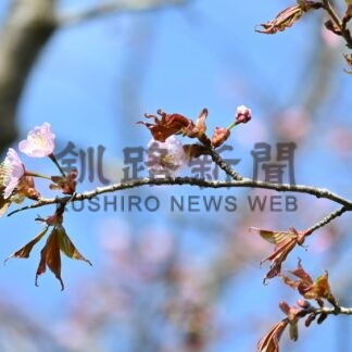 釧路市で開花発表　観測開始以来２番目の早さ【釧路市】(2024-05-04)