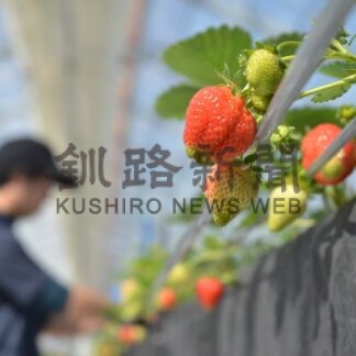 イチゴの収穫始まる　阿寒・夢の杜ファーム【釧路市】(2024-05-17)