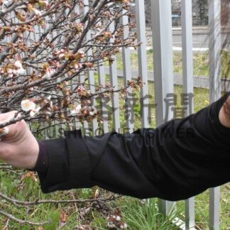 サクラ前線最東端へ　根室市で開花宣言【根室】(2024-05-07)