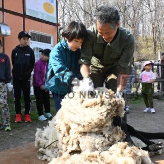 ヒツジの毛刈り子供ら挑戦　市動物園【釧路市】(2024-05-02)