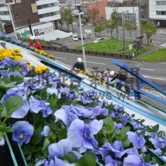 花時計にパンジー１３００株【釧路市】(2024-05-17)
