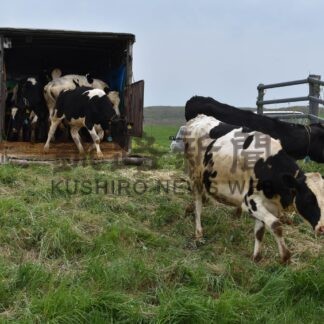 育成牛の放牧始まる　厚岸町営牧場、２４日まで４００頭受け入れ【厚岸】(2024-05-21)
