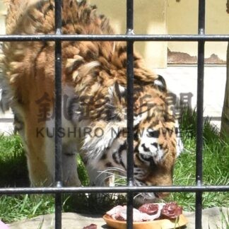 「ココア」おめでとう　釧路市動物園で誕生会【釧路市】_1(2024-05-20)
