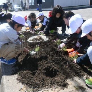 児童ら芝桜の苗植栽　きれいな花楽しんでほしい【釧路市】(2024-05-03)