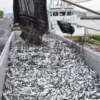 マイワシ初水揚げ　道東沖で巻き網漁【釧路市】(2024-06-21)