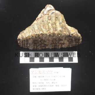 マンモスの歯の化石発見　野付半島沖【別海】(2024-06-05)