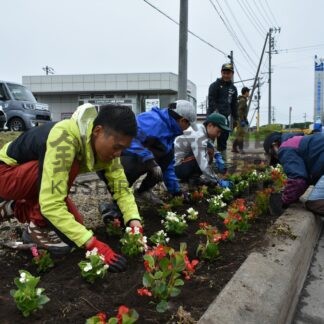 国道２４３号の歩道でベゴニアの苗植栽【弟子屈】(2024-06-27)