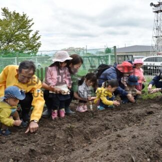 事故ゼロ願い　園児らヒマワリの種植え【標茶】(2024-06-03)