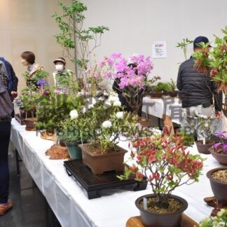 春感じる地元の草花　釧路山草会きょうまで展示会【釧路市】(2024-06-02)