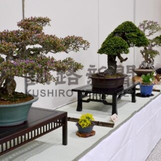 丹精込めた作品並ぶ　きょうから釧路盆栽展【釧路市】(2024-06-08)