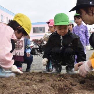 交通事故防止願い種植え　根室カトリック幼稚園【根室】(2024-06-15)